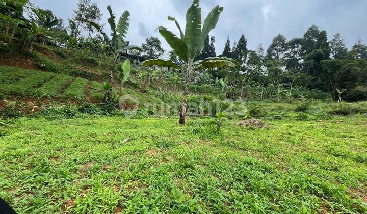 Tanah Shm Dijual Murah Di Puncak Bogor