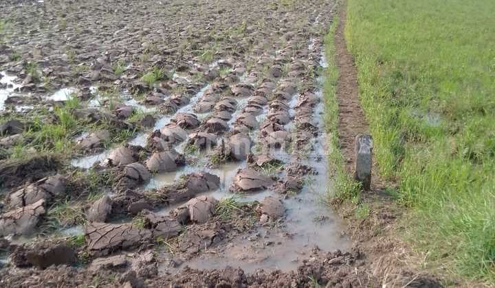 Dijual Sawah Sukajadi Cianjur