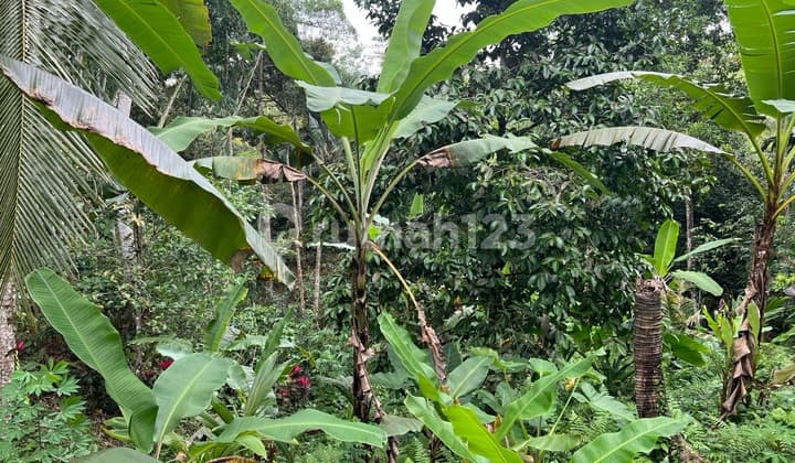 Buc Tanah Luasan Kecil Cocok untuk Rumah Tinggal