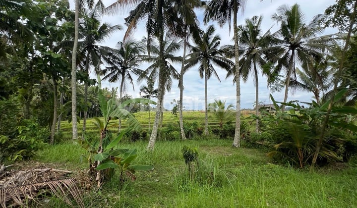 Tanah Luasan Kecil dengan View Sawah di Pinggir Jalan