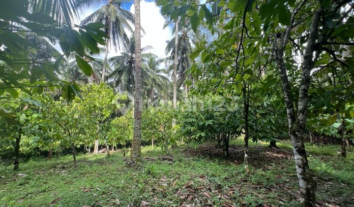 Tanah Perkebunan Subur Datar di Pinggir Jalan Aspal