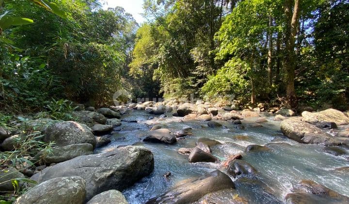 Tanah Los Sungai Jungle Cocok untuk Villa di Tabanan Bali