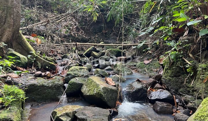 Tanah Murah Dengan View Jungle Los Sungai Di Tabanan Bali