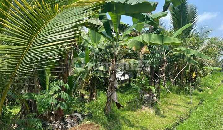 Tanah Dengan View Sawah Dan Gunung Di Tabanan Bali
