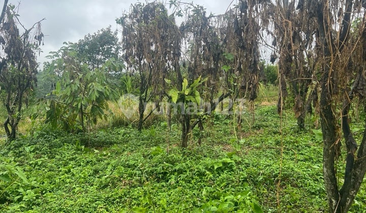 Cheap Land for Sale in Petang Badung with Mountain and Jungle View