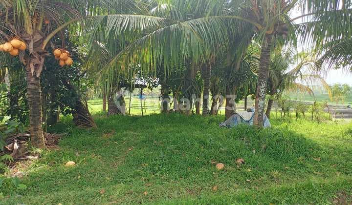 Tanah Zona Kuning Dekat Pantai Soka Tabanan dengan View Sawah dan Laut