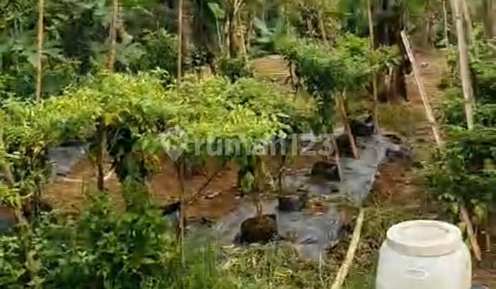 Dijual Tanah Strategis bisa Investasi di Cigudeg, Kab. Bogor#Wy35