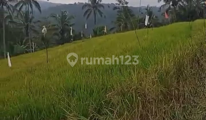 Rice Field and Garden Land in Blimbing Village