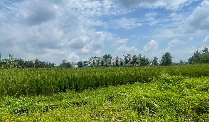Forsale Cheap Land In Kerambitan Tabanan