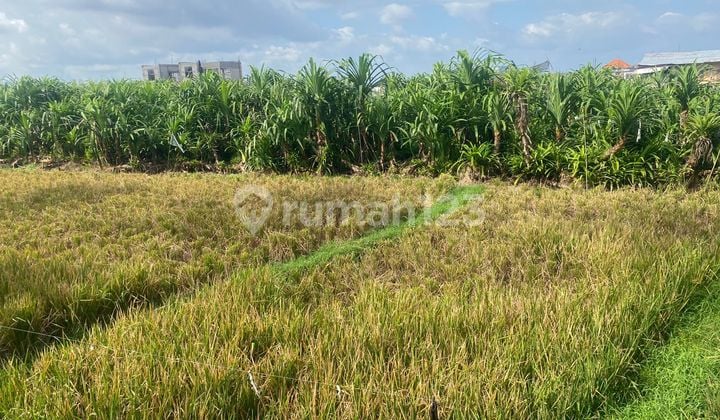 Leasehold Main Road Land In Tumbak Bayuh Good For Bussines