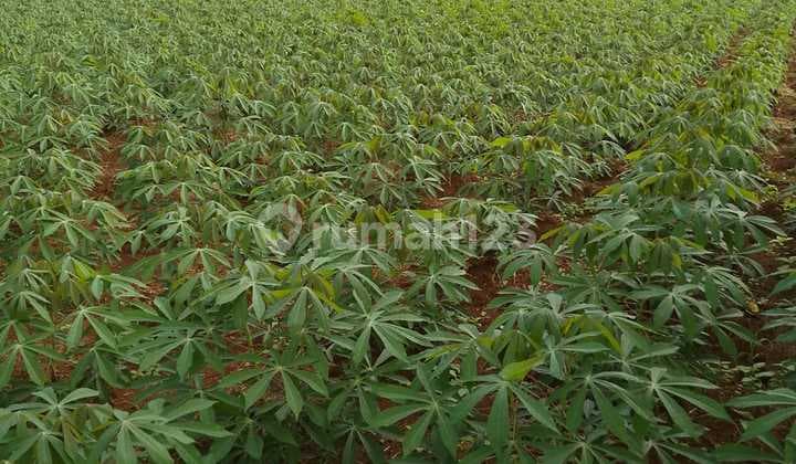 Tanah Siap Bangun di Bojong Gede Bogor, Lingkungan yang Tenang, Harga Dibawah NJOP