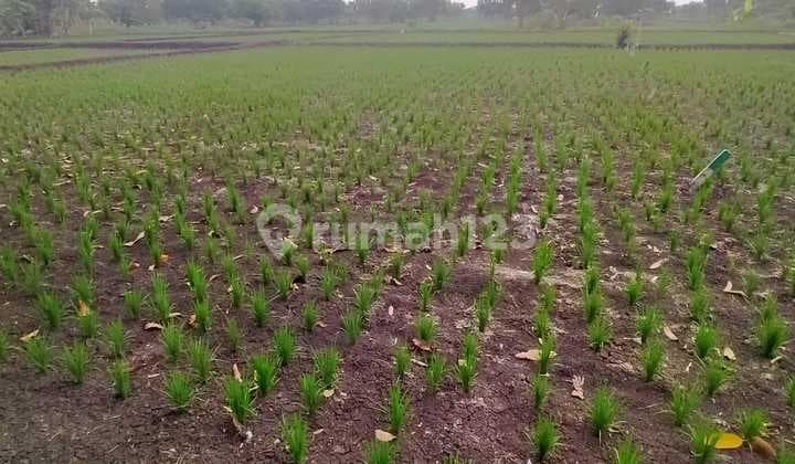 Dijual Tanah Strategis Luas 1000m2 Di Menganti Gresik