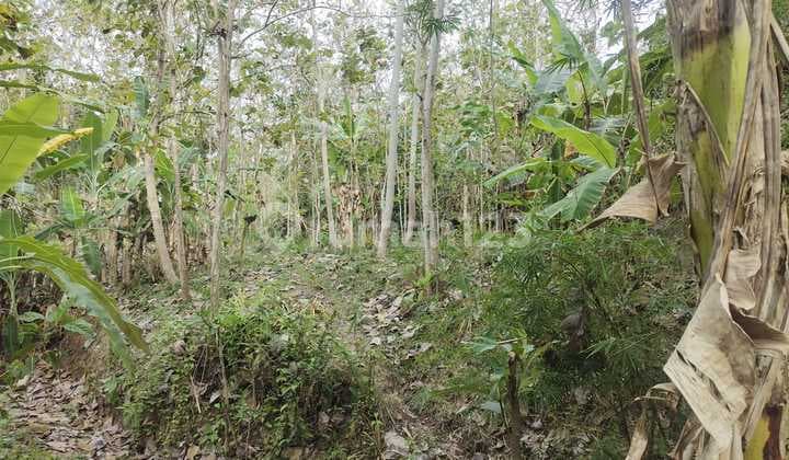 Tanah Murah di Pacitan Jawa Timur