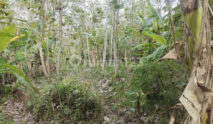 Tanah Murah di Pacitan Jawa Timur
