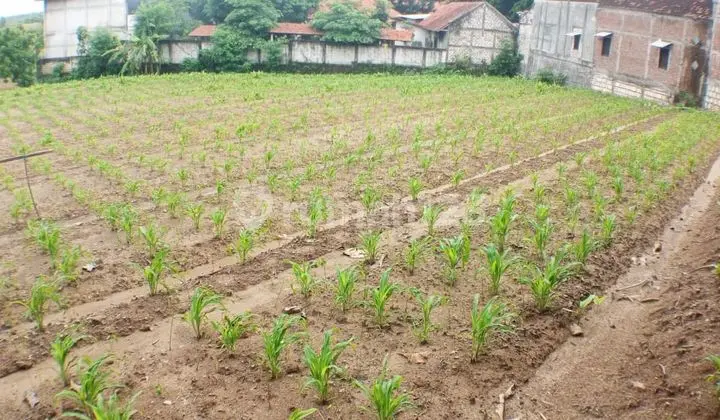 DIJUAL MURAH TANAH SAWAH DI DAWAR BLANDONG, MOJOKERTO