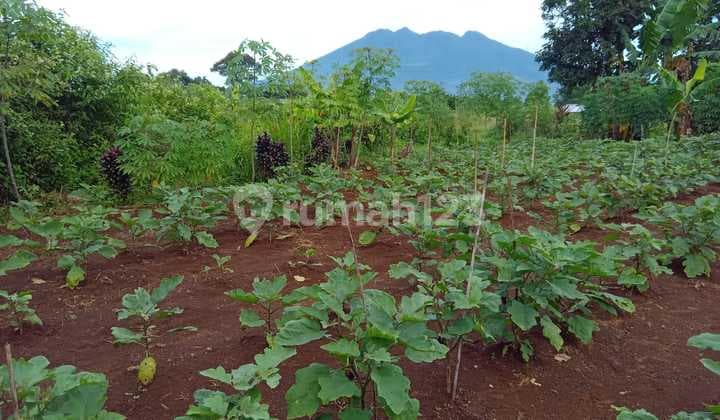 Tanah Kebun Dekat Rancamaya Ciawi