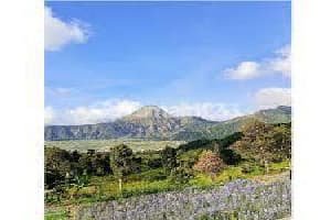 Rare Land in Sembalun Rinjani