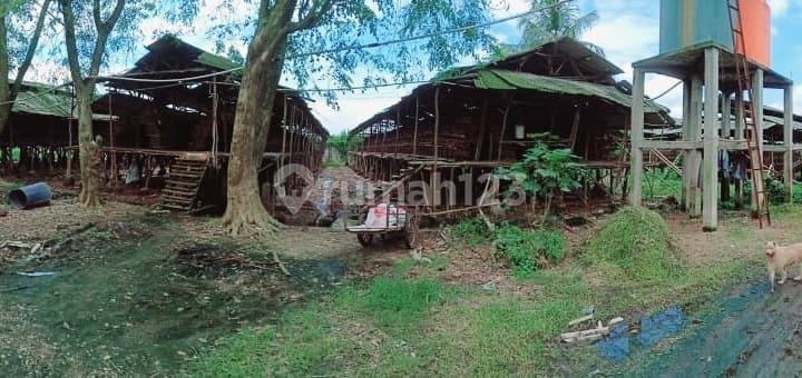 Pternakan S H M= 3.2 Ha; 2 Ton/hari Telur; Ayam 60.000 Ekor; Mauk