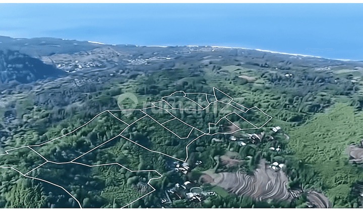 Lokasi Sumber Supplier Ekspor Daun Pisang Pertanian Perkebunan Peternakan Strategis Pelabuhan Ratu