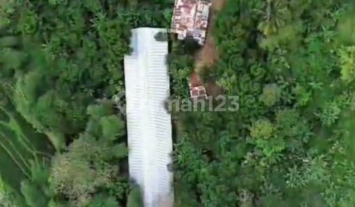 Kavling di Lokasi Strategis Jl Cikancana Sukaresmi Cianjur Mang Kus Jawa Barat