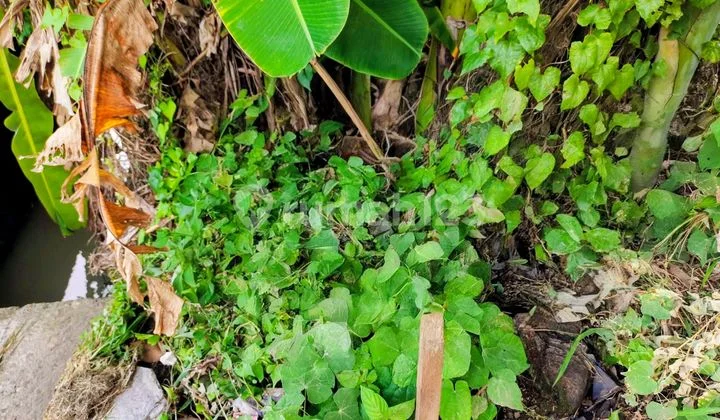 Umalas Zona Yellow - 2,6Are For Sale Umalas Zona Yellow - 2,6Are For Sale