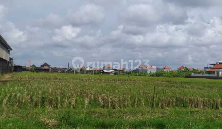 Dijual Tanah Pinggir Jalan Utama Lokasi Cica Buduk