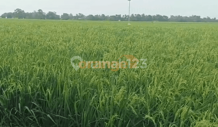 Di Jual Tanah Sawah Luas 12627 M² di Karawang Bekasi Jawa Barat