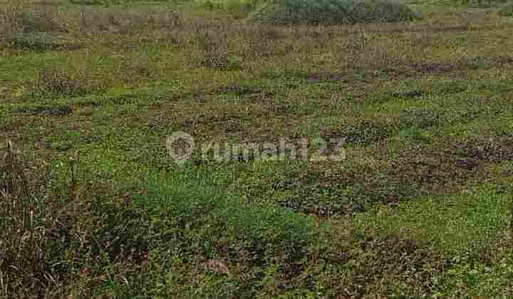 LAND FOR SALE LOCATION WONOAYU