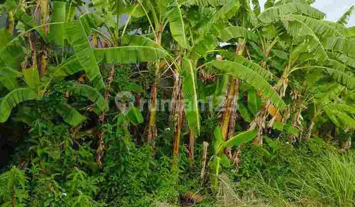 JUAL TANAH LOKASI KEDUNGKENDO CANDI