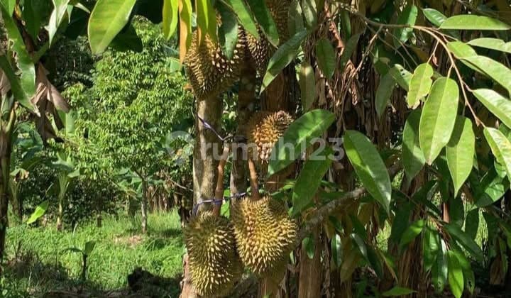 Tanah Kebun Produktif Investasi Cerdas 10.560M² di Waringin Kurung Taktakan Serang Banten