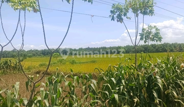 Cheap Sale, Land 0 Jombang Main Road, Near Factory & Home Industry