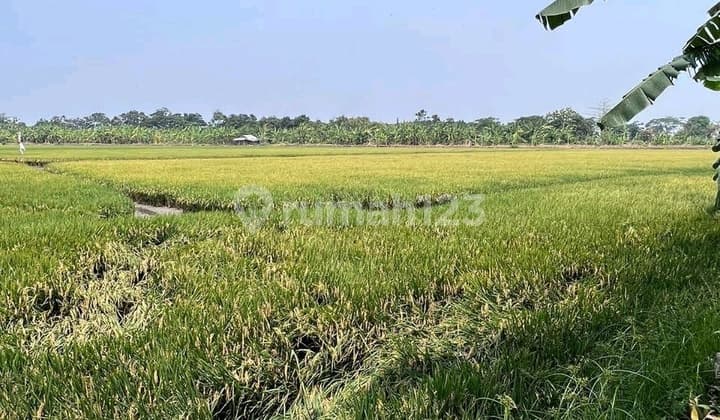 Dijual tanah Lingkar Timur cocok utk pergudangan atau perumahan