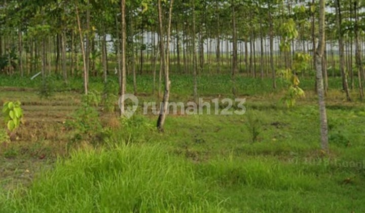 Tanah Industri Murah 1.2jt/m Jl Raya Jetis Wringinanom Mojokerto