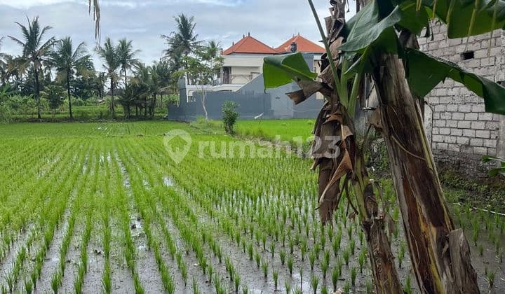 Tanah 18 Are di Dukuh Sari 3, Buruan, Blahbatuh, Gianyar
