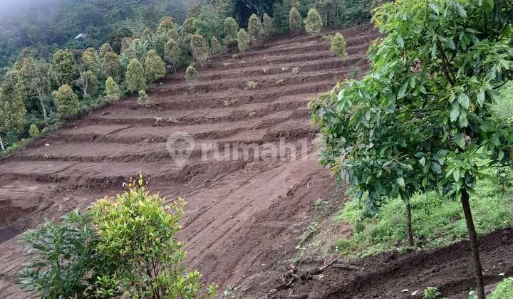 Gold Investment Clove Garden 4 Ha Masterpiece of Nature with Mountain & Sea View in Gesing, Bali