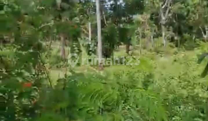 Dijual Tanah Luas 1980M² di Nusa Penida, Cocok Investasi