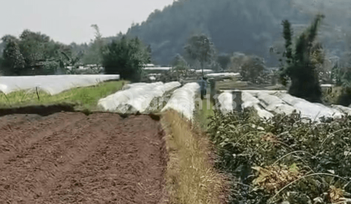 Dijual Cepat! Lokasi strategis Tanah di Cipanas - Cianjur