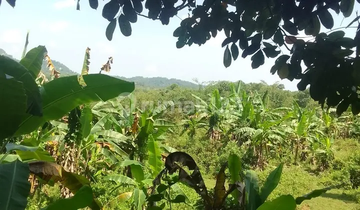 Dijual Tanah/Lahan Perkebunan & Ladang Manggis - Jasinga