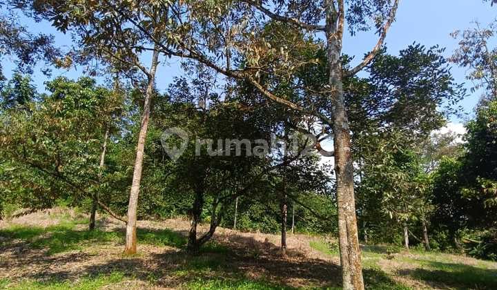 Dijual Tanah Perkebunan Sudah Ada Villa 1 Unit di Jasinga