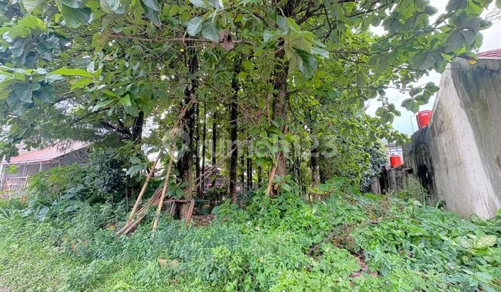 Tanah Strategis Bonus Pohon Matang Jati di Cibinong