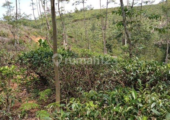 Dijual Murah Tanah di Cianjur Jawa Barat