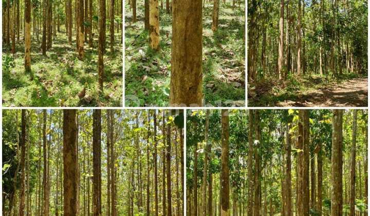 Dijual Cepat Tanah Kebun Jati 3 Ha, 170 Ribu/m², Surade, Shm