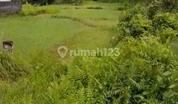 Megati Bantas Land, East Selemadeg, Yellow Zone