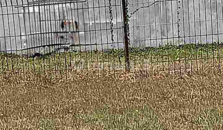 Palma Grandia Citraland Surabaya