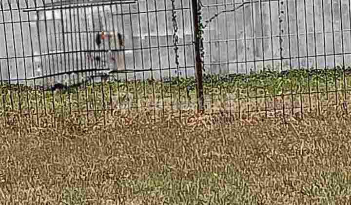 Palma Grandia Citraland Surabaya