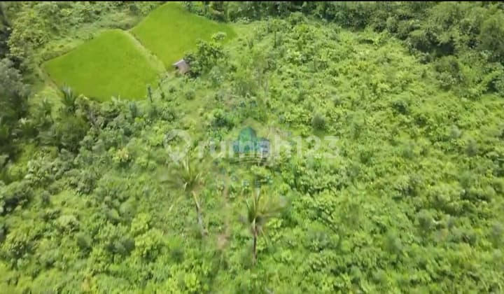 Jual Tanah Murah Di Margamulya Cileles Lebak Banten