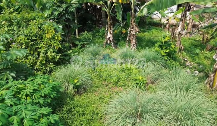 Jual Tanah Murah Zona Komersial Di Dangdang Cisauk Tangerang