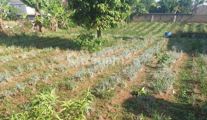 Cheap, Good, Wide 945 M2 Land in Katumiri Cihanjuang