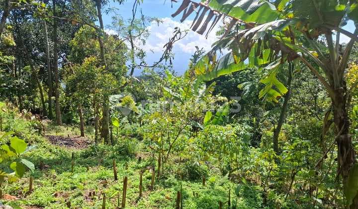 Tanah Murah Di Cijeruk Dengan View Gn Gede Pangrango Dan Gn Salak