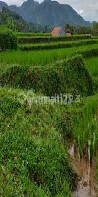 Tanah Sawah Produktif Lokasi Sangat Strategis